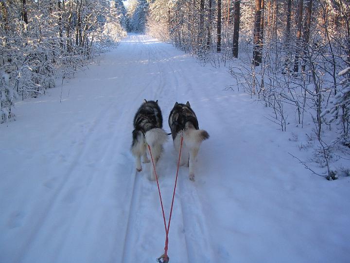 Awa ja Apollo 23.1.08 022.jpg - Awa ja Apollo 23.1.08 / Awa and Apollo working 23.1.08